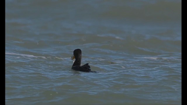 Cormoran à aigrettes - ML649250174