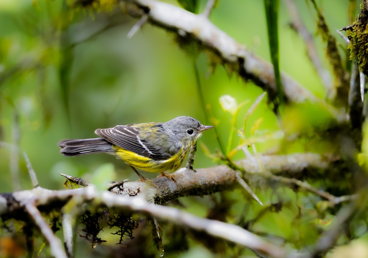 Magnolienwaldsänger - ML649250594