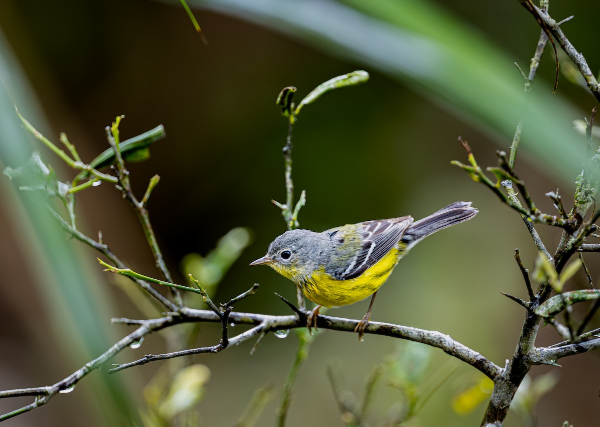 Magnolienwaldsänger - ML649250595