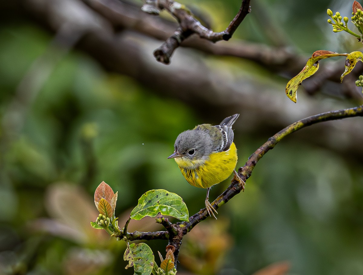 Magnolienwaldsänger - ML649250790