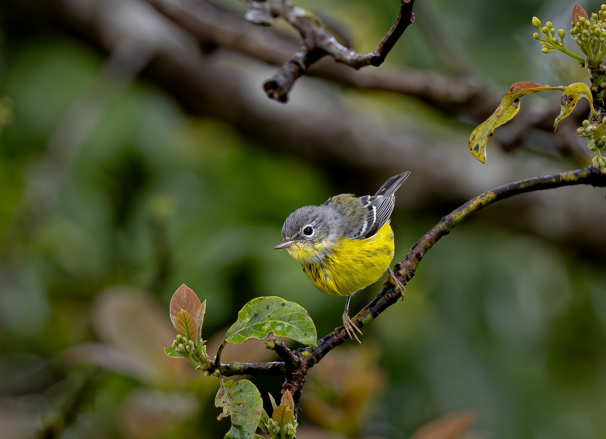 Magnolienwaldsänger - ML649250878