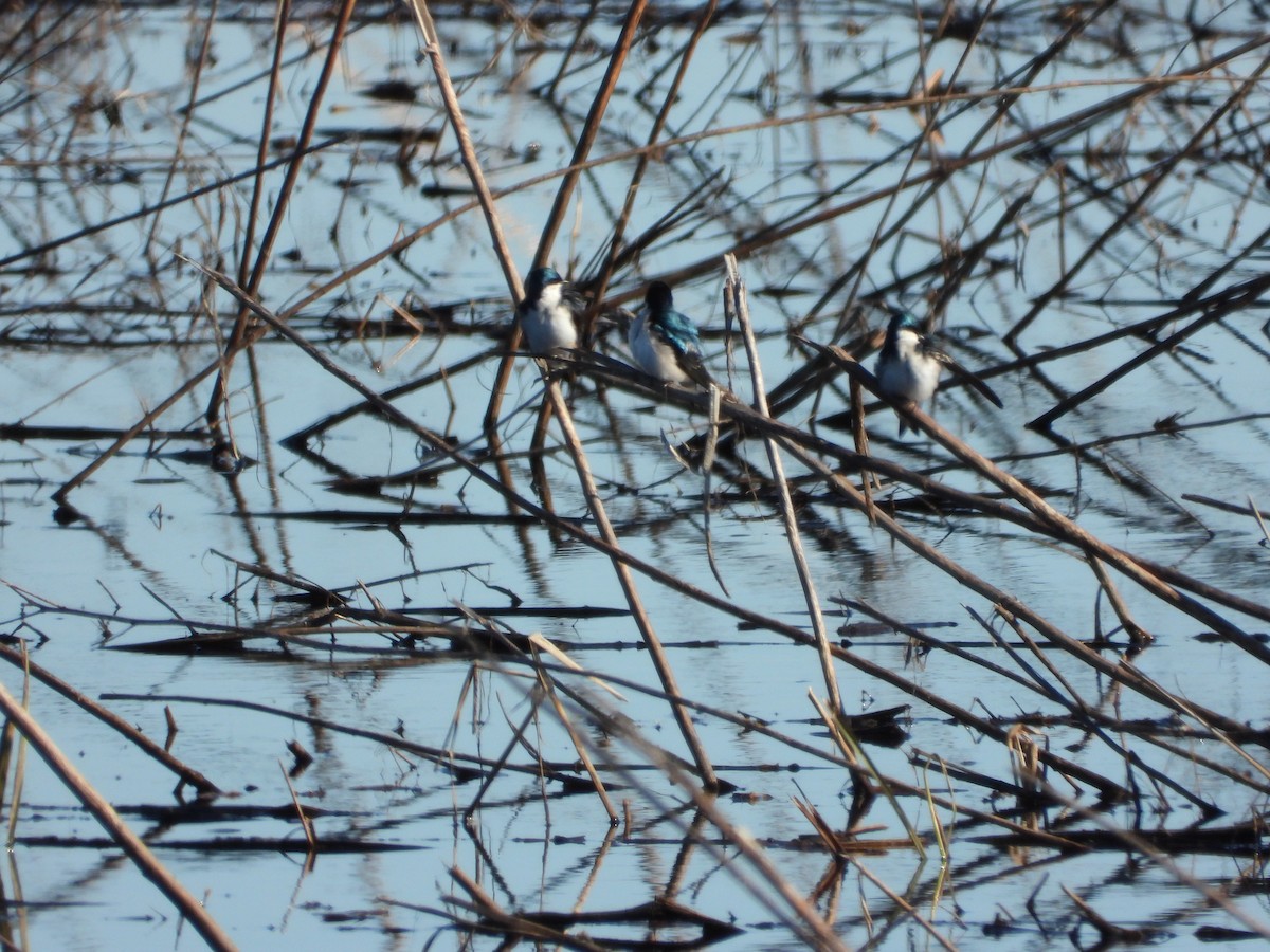 Tree Swallow - ML649250881