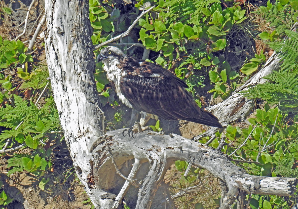 Osprey - Jim Scott