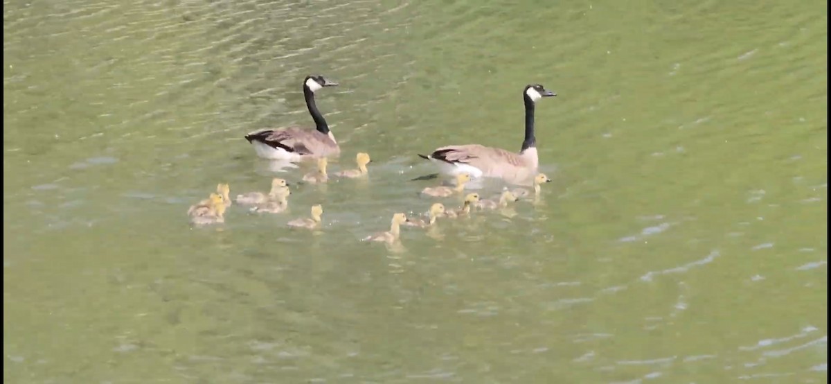 Canada Goose - ML649251092