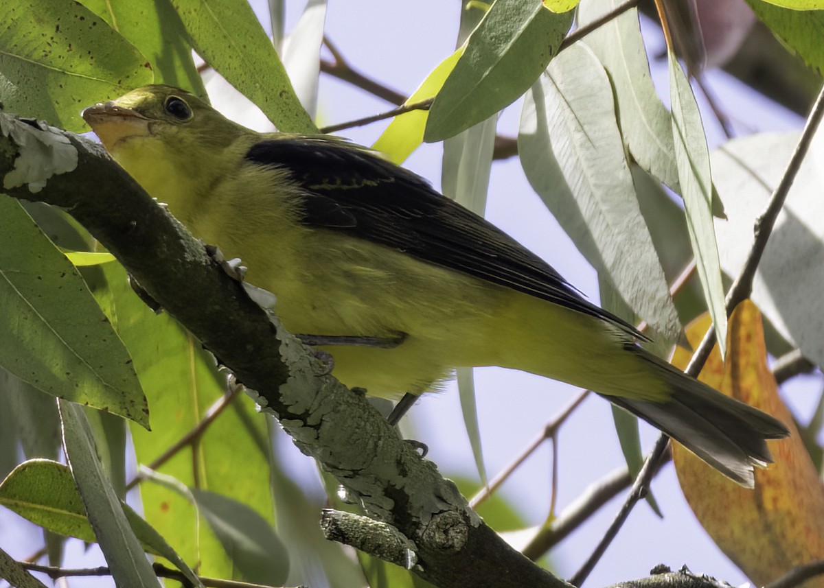 Scarlet Tanager - ML649251163