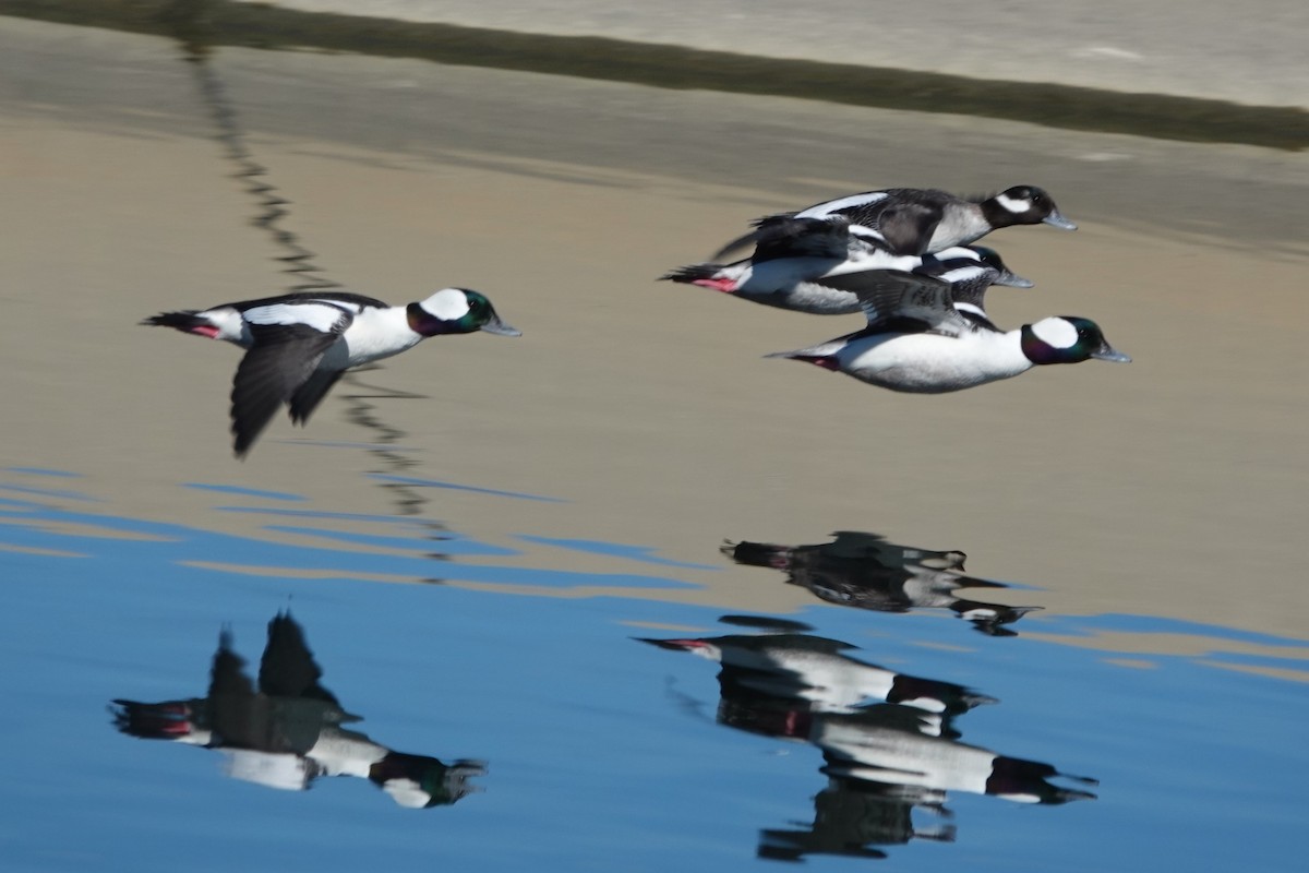 California Bird Atlas Checklist - 19 Jan 2026 - California Aqueduct ...