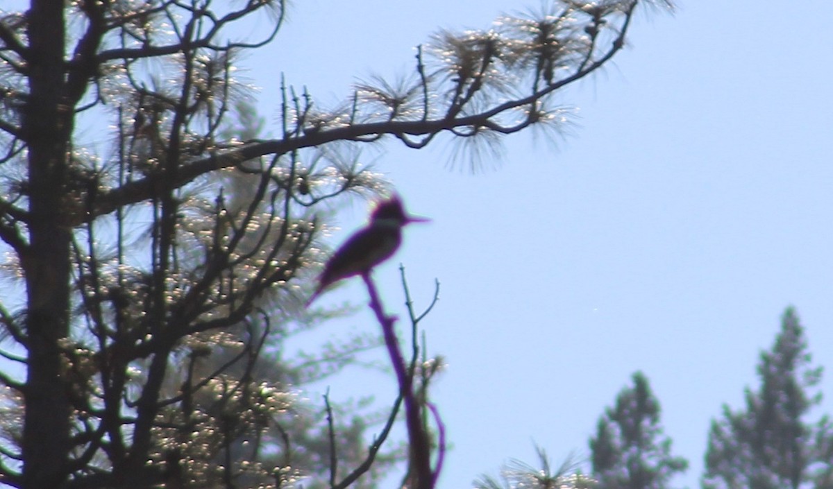 rybařík pruhoprsý - ML649251822