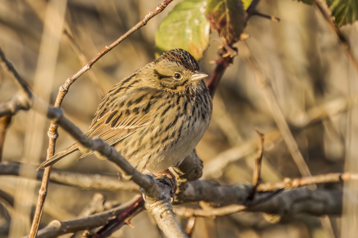 Lincoln's Sparrow - ML649251845