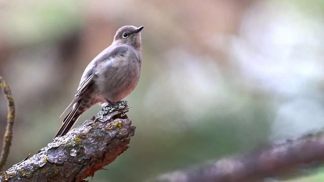Townsend's Solitaire - ML649251856