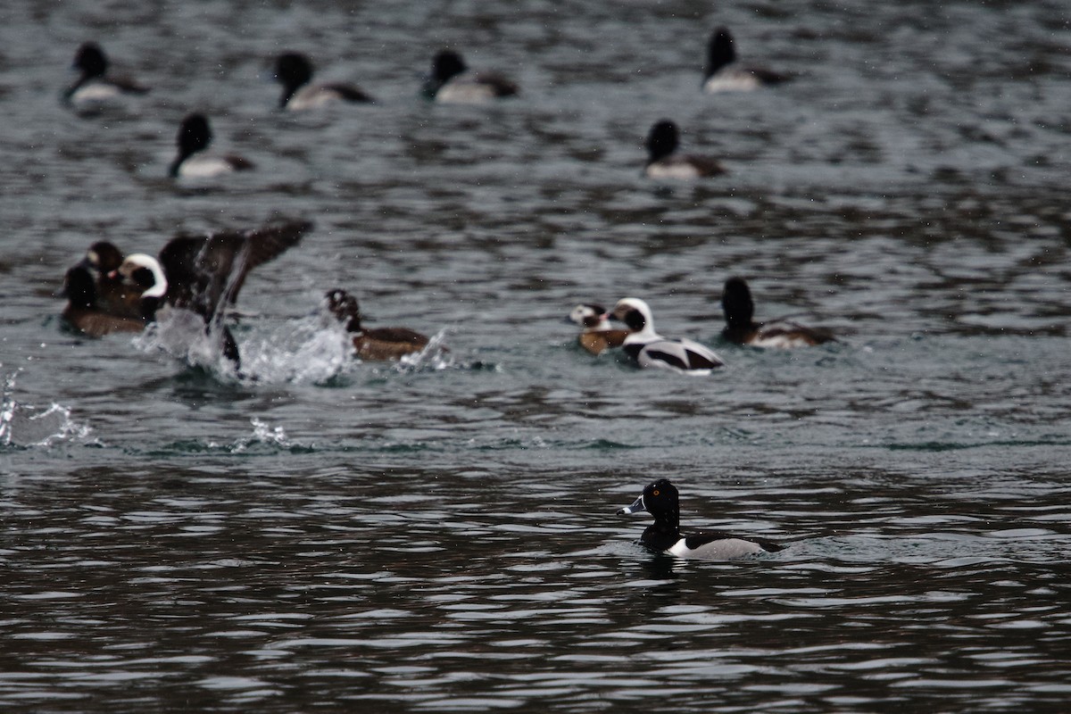 クビワキンクロ - ML649251870