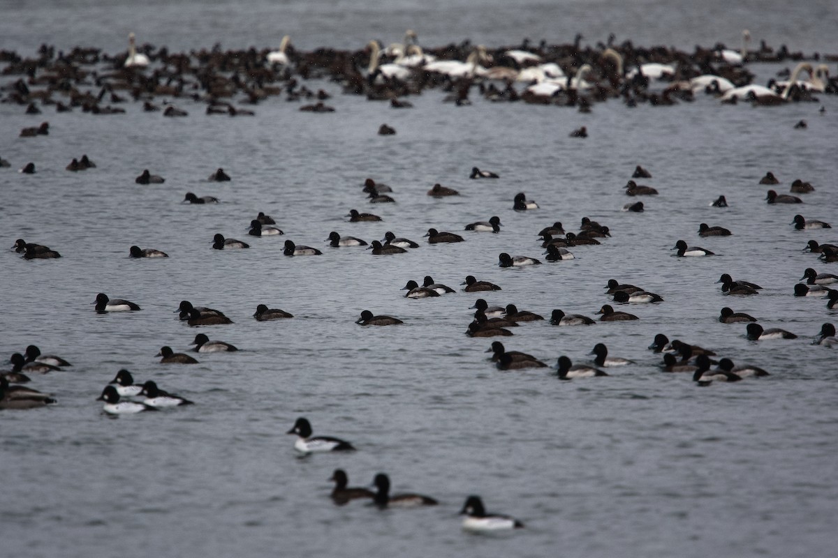 スズガモ - ML649251888