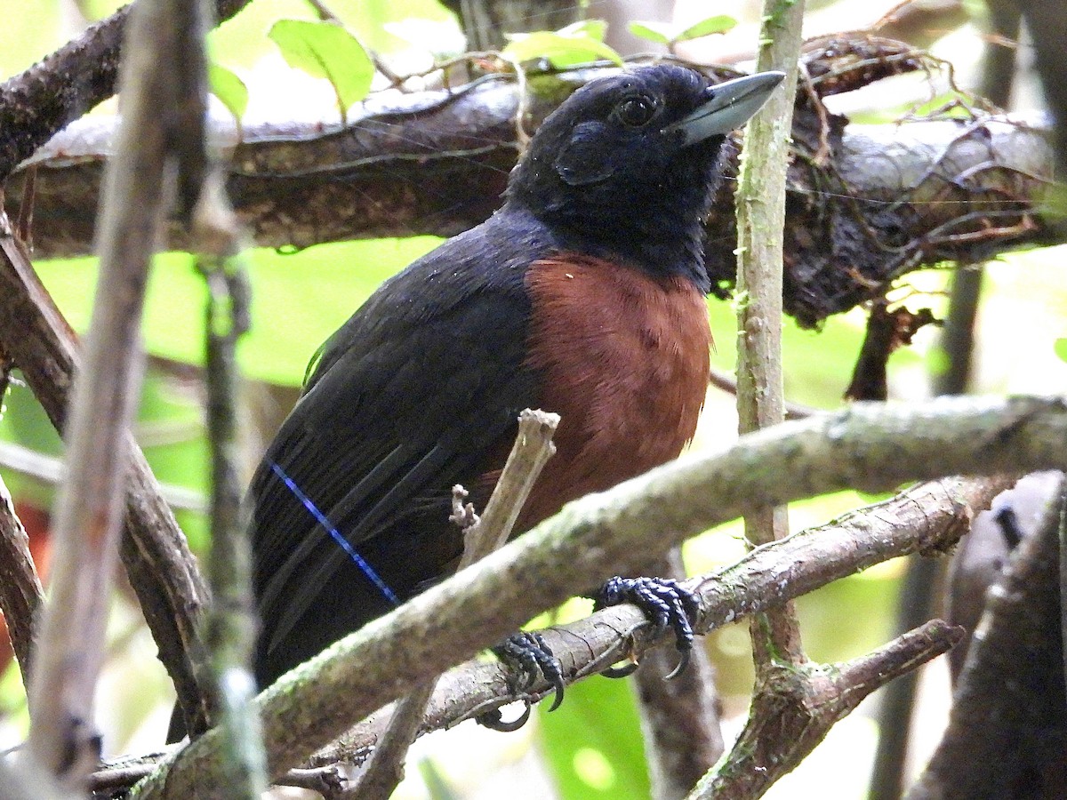 Black Bushbird - ML649252007
