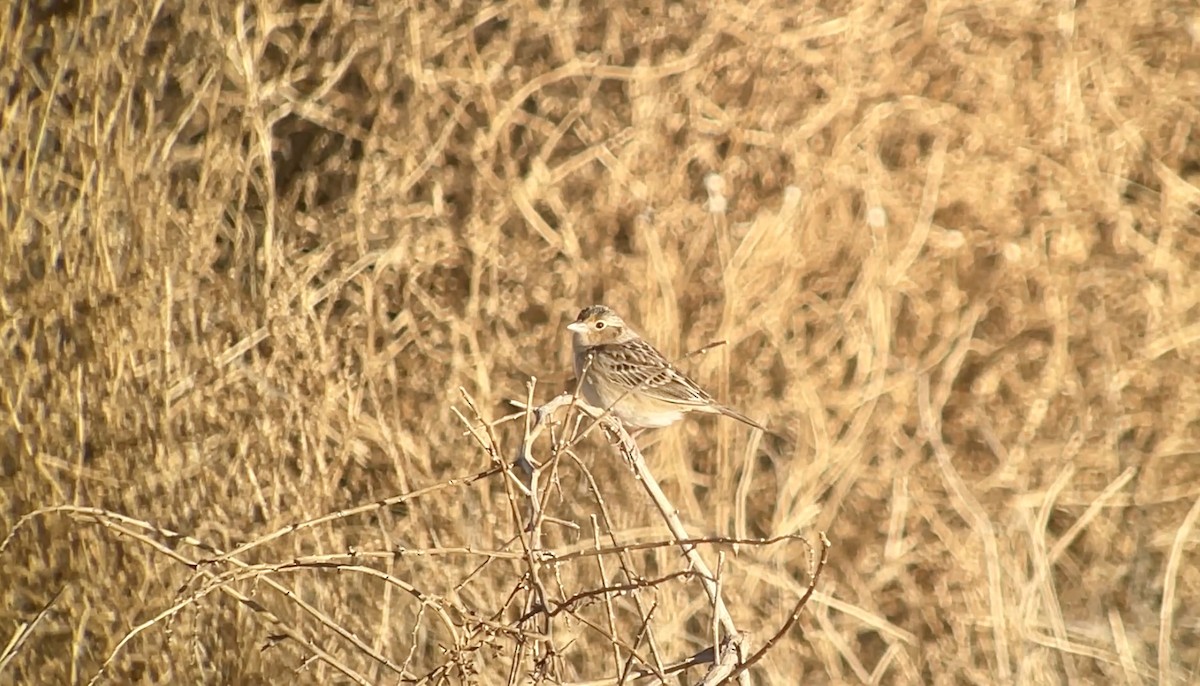 Grasshopper Sparrow - ML649252062