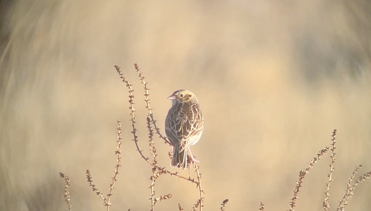 Baird's Sparrow - ML649252099