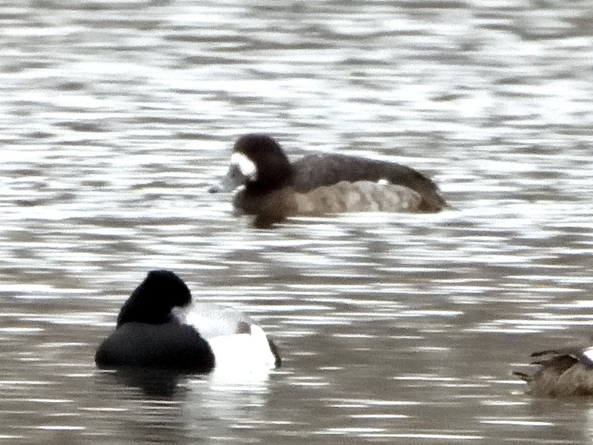 Чернь морська - ML649252401