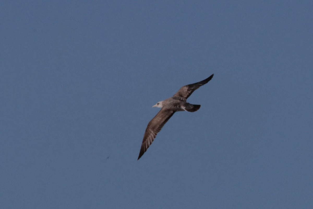 gull sp. - ML649252415