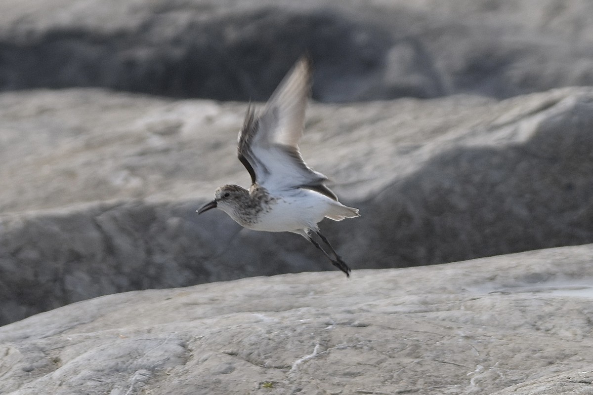 Semipalmated Sandpiper - ML649252484