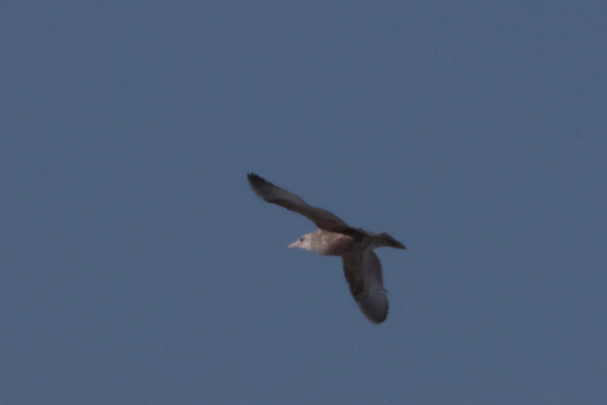 gull sp. - ML649252515