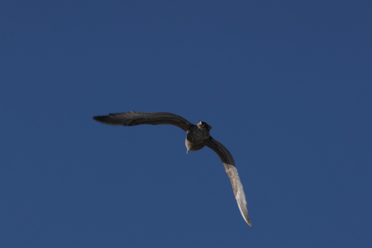 gull sp. - ML649252572