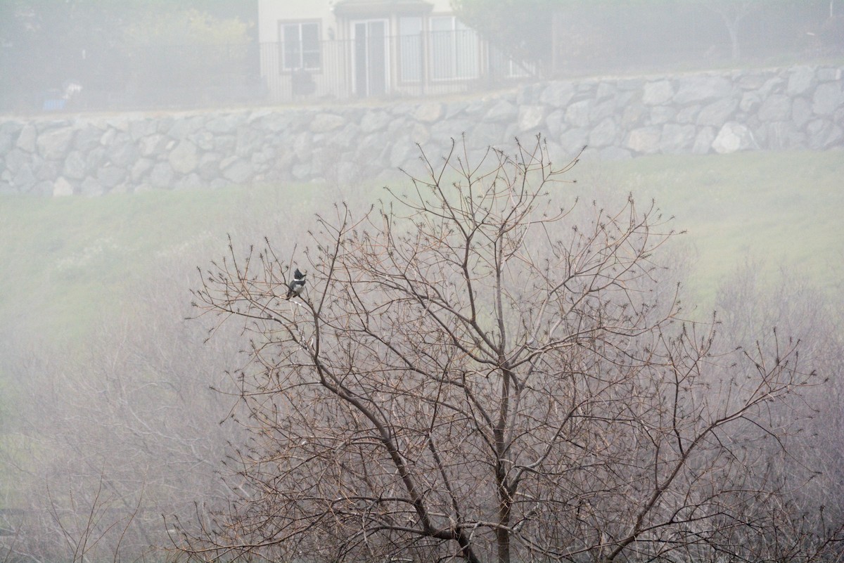 rybařík pruhoprsý - ML649252598