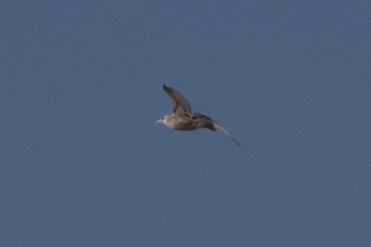 gull sp. - ML649252659