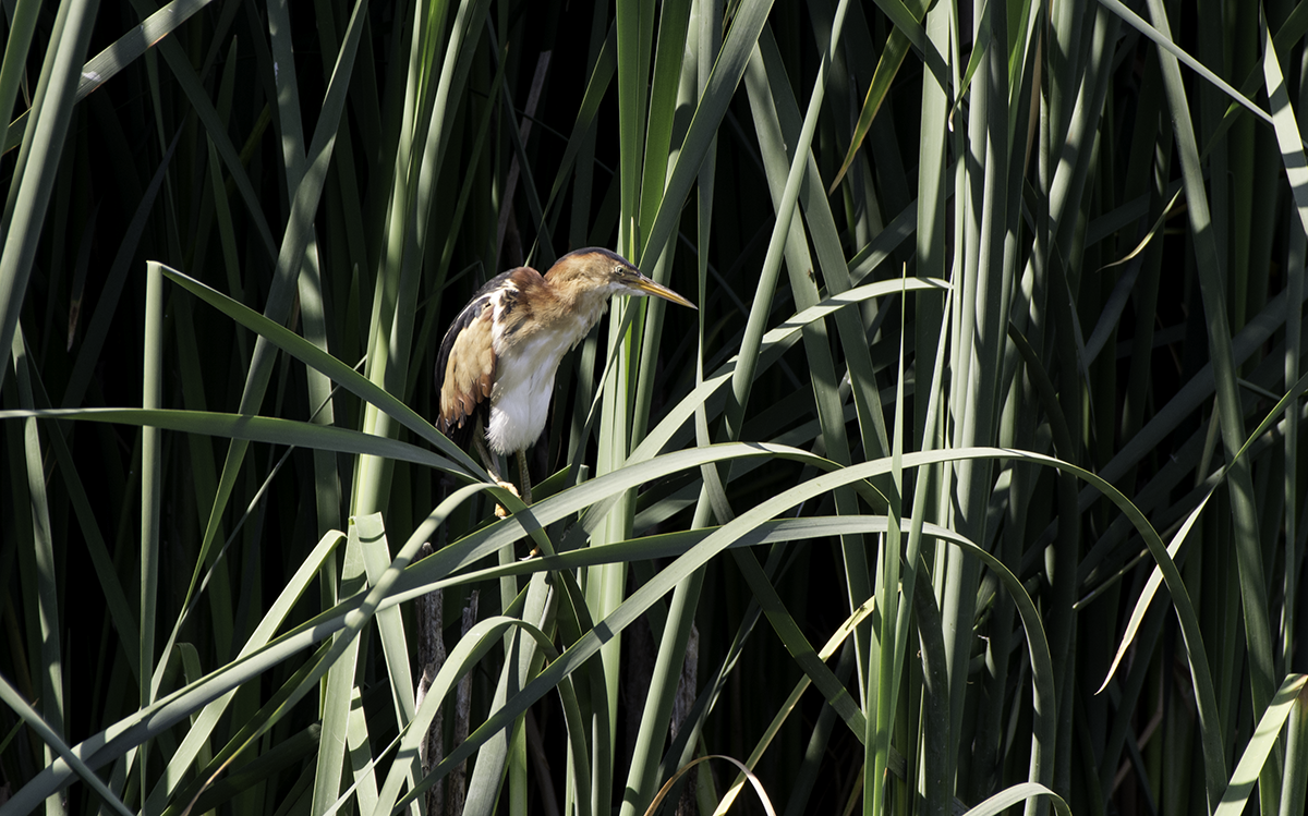 Least Bittern - ML64925311