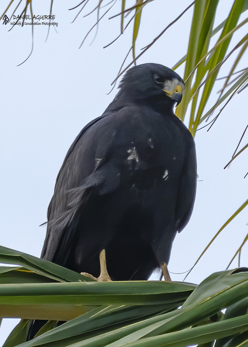 káně černá - ML649253358