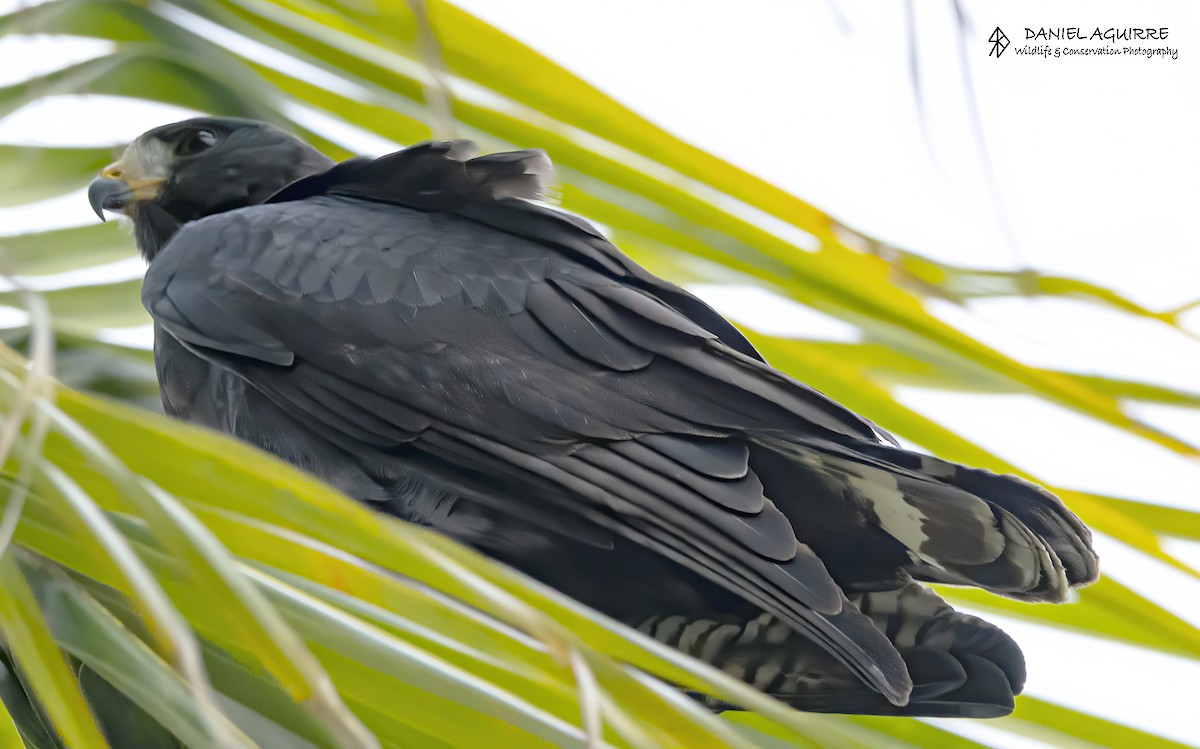 káně černá - ML649253359