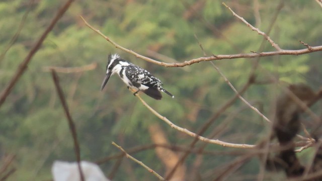 Pied Kingfisher - ML649253803