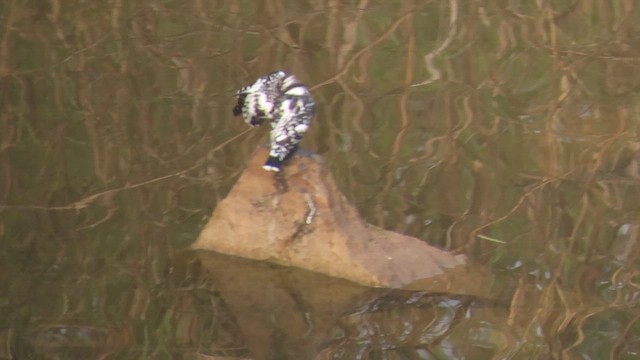 Pied Kingfisher - ML649253812