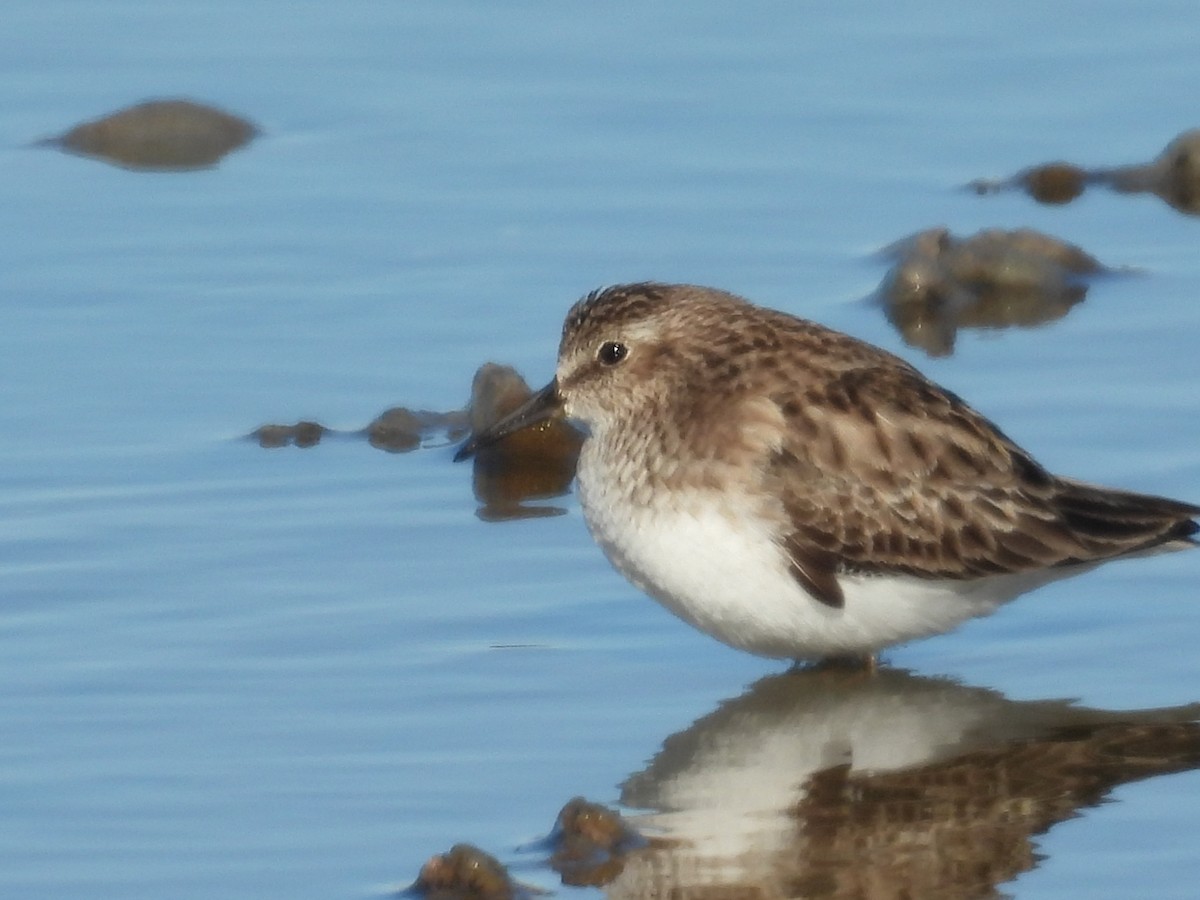 Побережник-крихітка - ML649253822