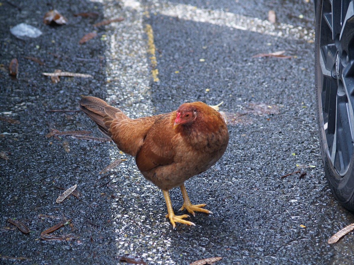 家雞(馴化) - ML649253845