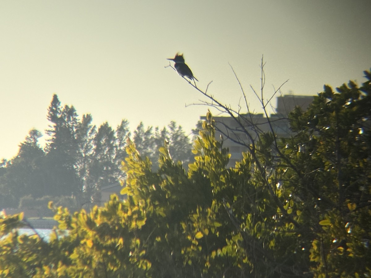 rybařík pruhoprsý - ML649253904