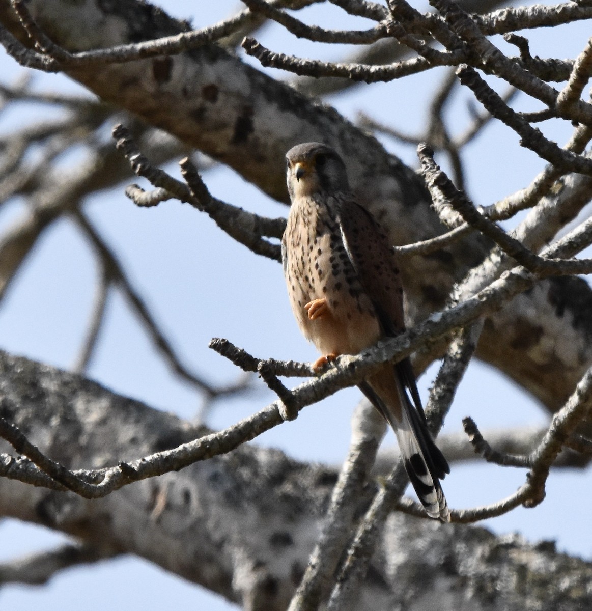 Kerkenez - ML649254002