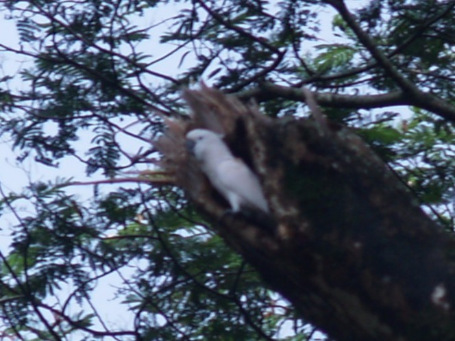 白鳳頭鸚鵡 - ML649254039