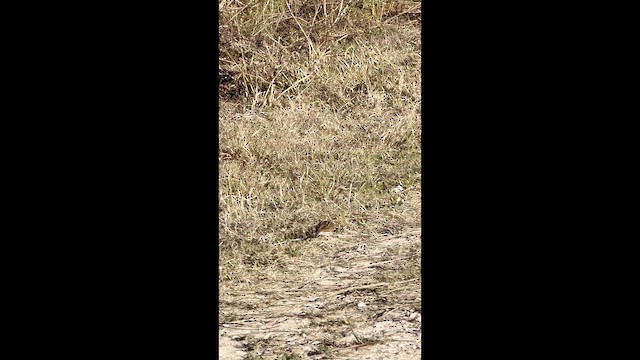 Savannah Sparrow - ML649254397