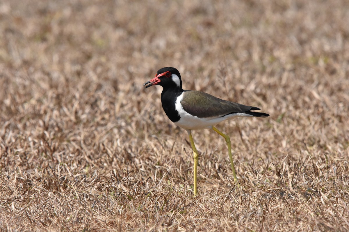 Büyük Kızkuşu - ML649254412