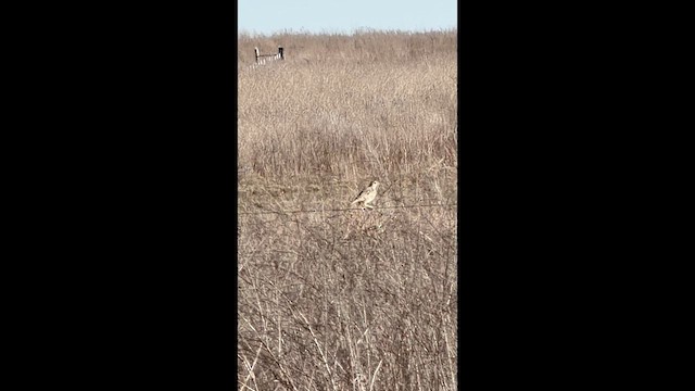 Eastern Meadowlark - ML649254421