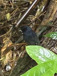 Shama à croupion blanc - ML649254465