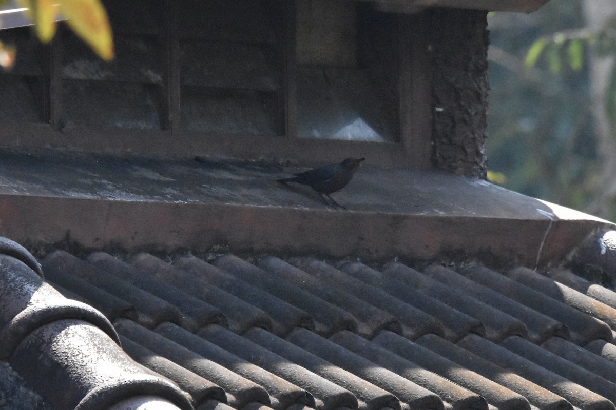 Gökardıç - ML649254528