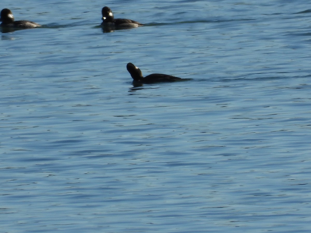 Bufflehead - ML649254756