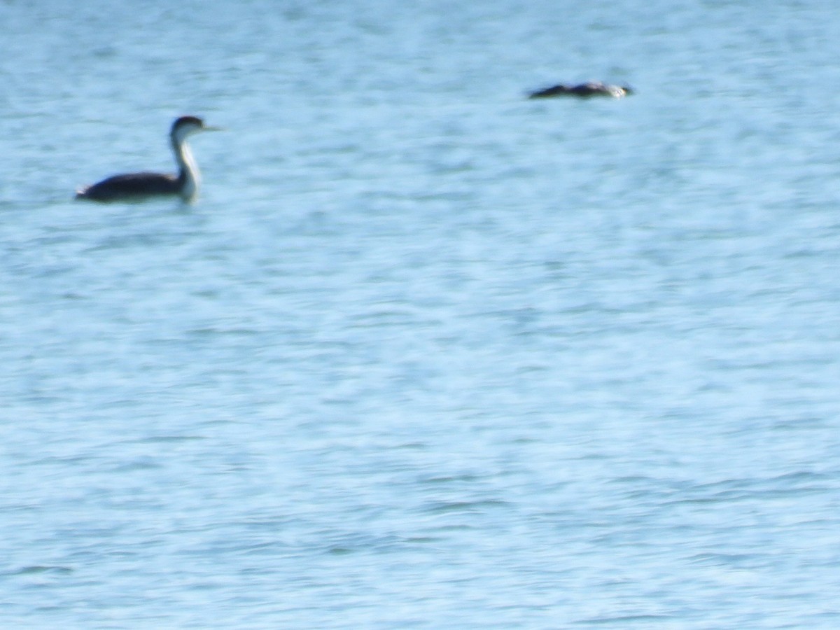 Western Grebe - ML649254791