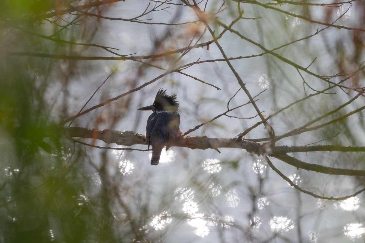 rybařík pruhoprsý - ML649254880