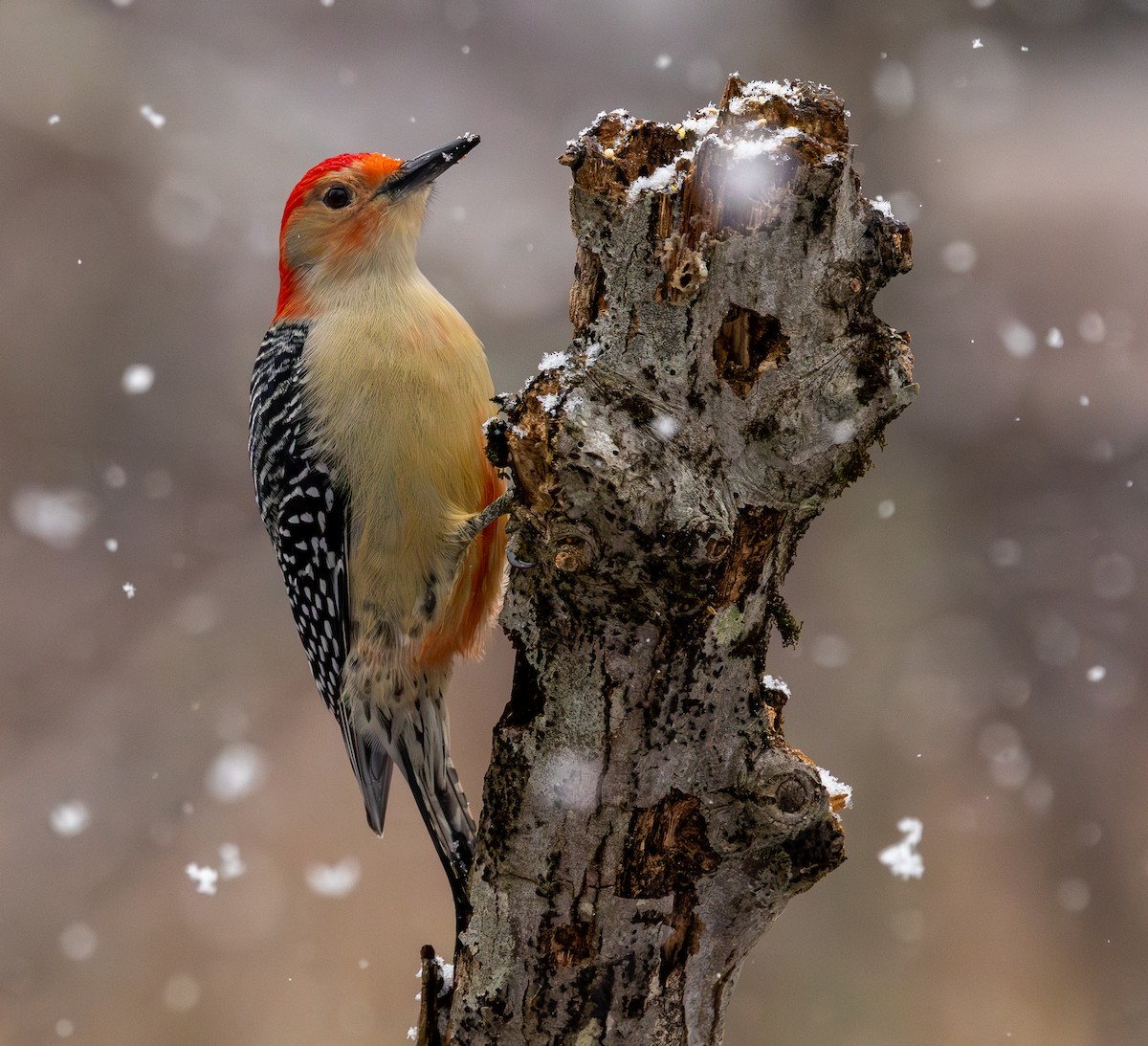 Carpintero de Carolina - ML649254896