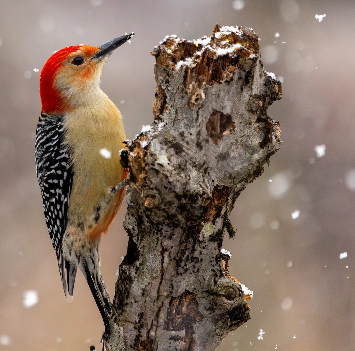 Carpintero de Carolina - ML649254897