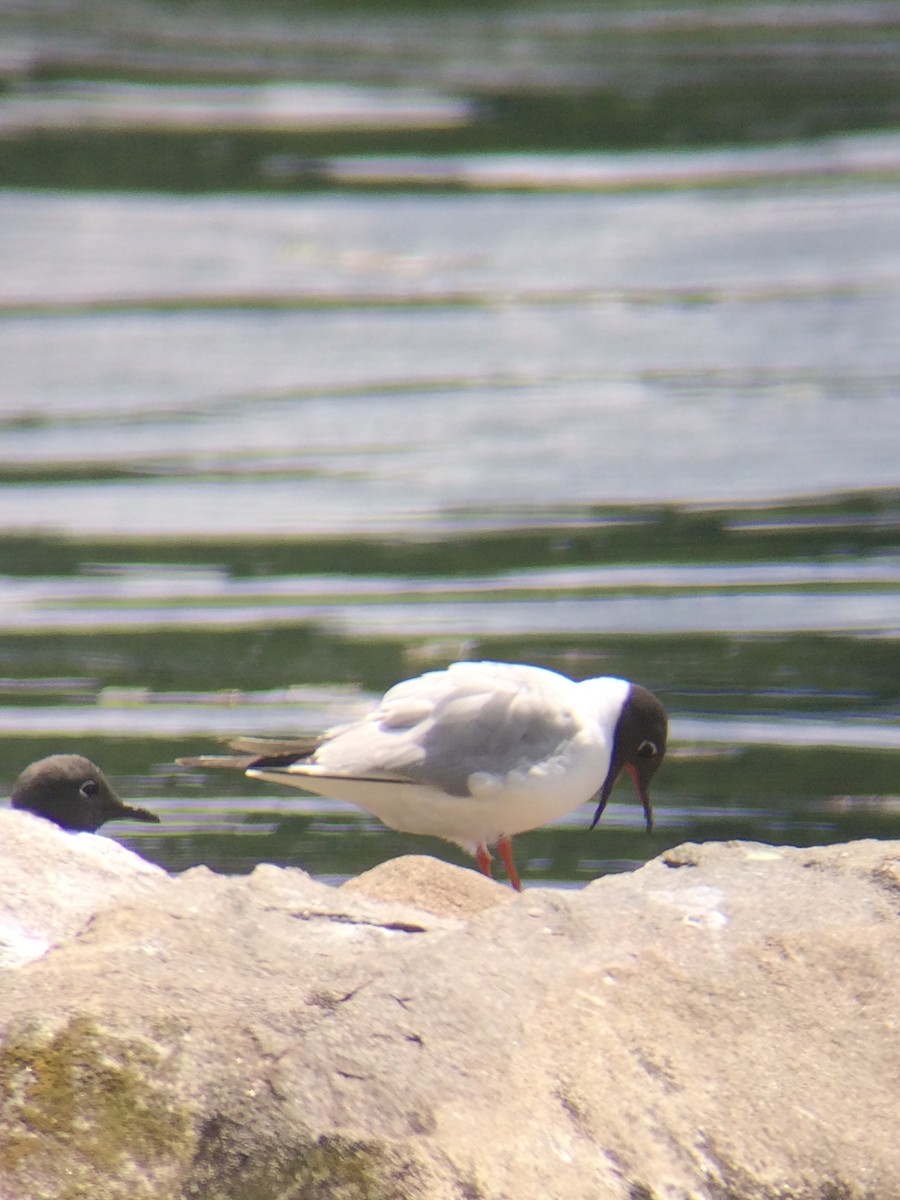 Mouette de Bonaparte - ML64925491