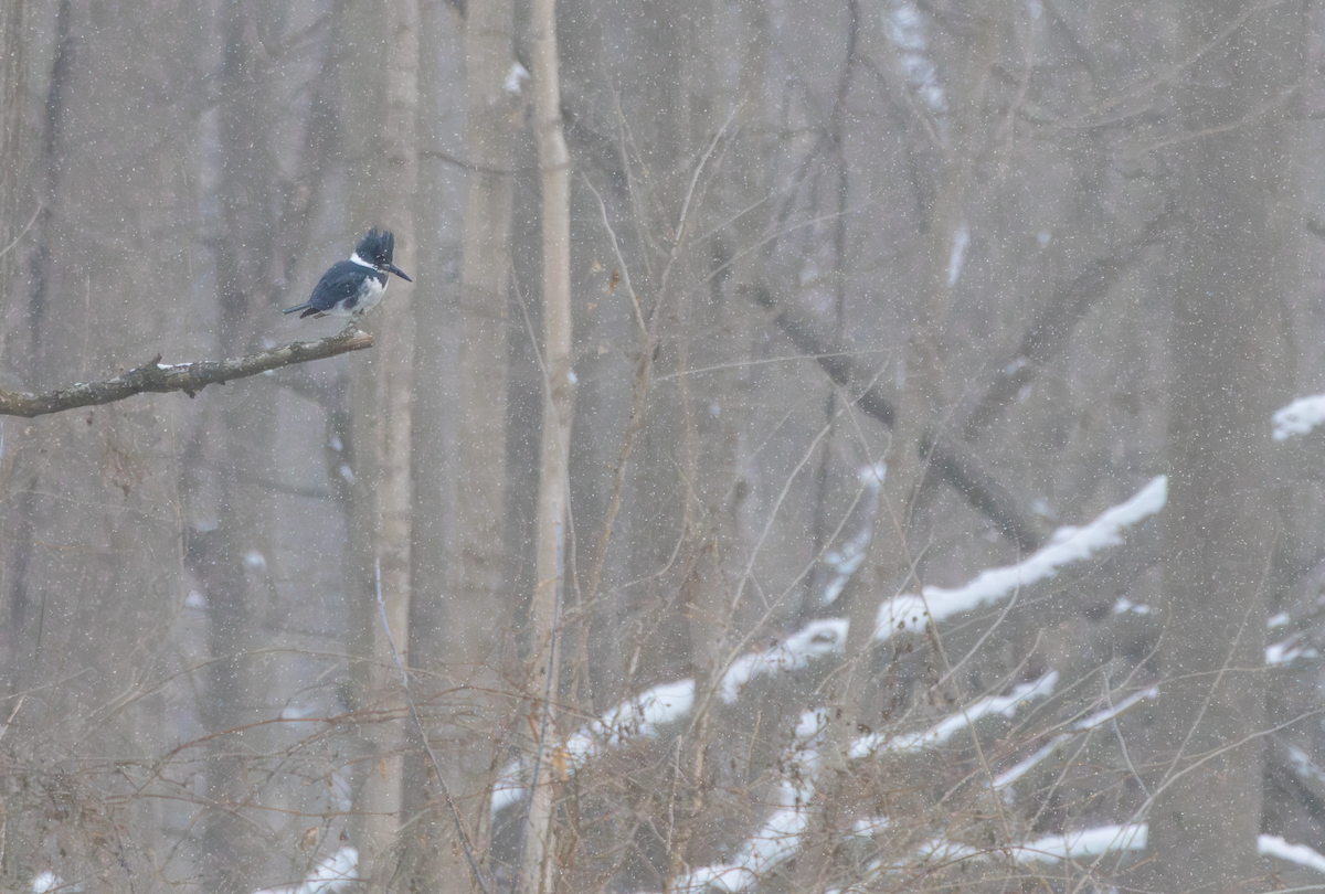 rybařík pruhoprsý - ML649254913