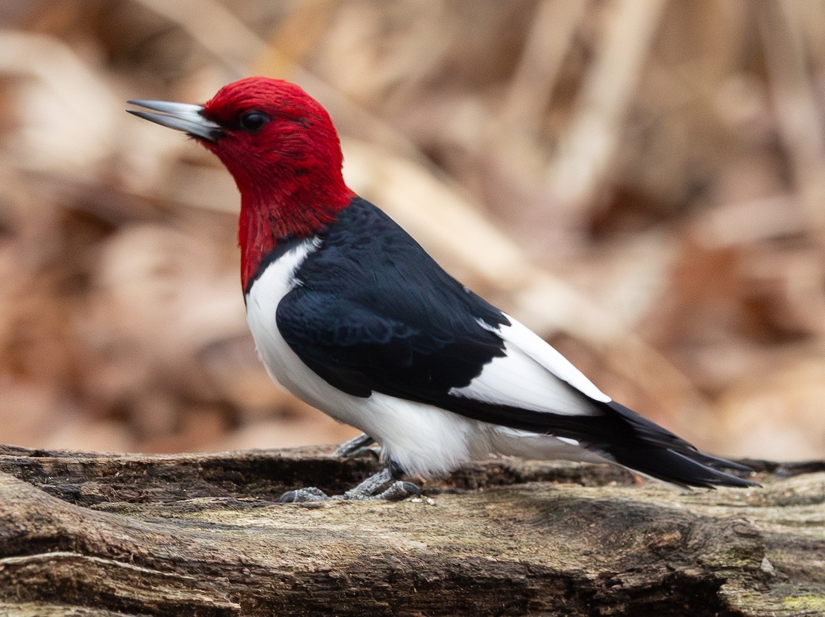 Carpintero Cabecirrojo - ML649254922