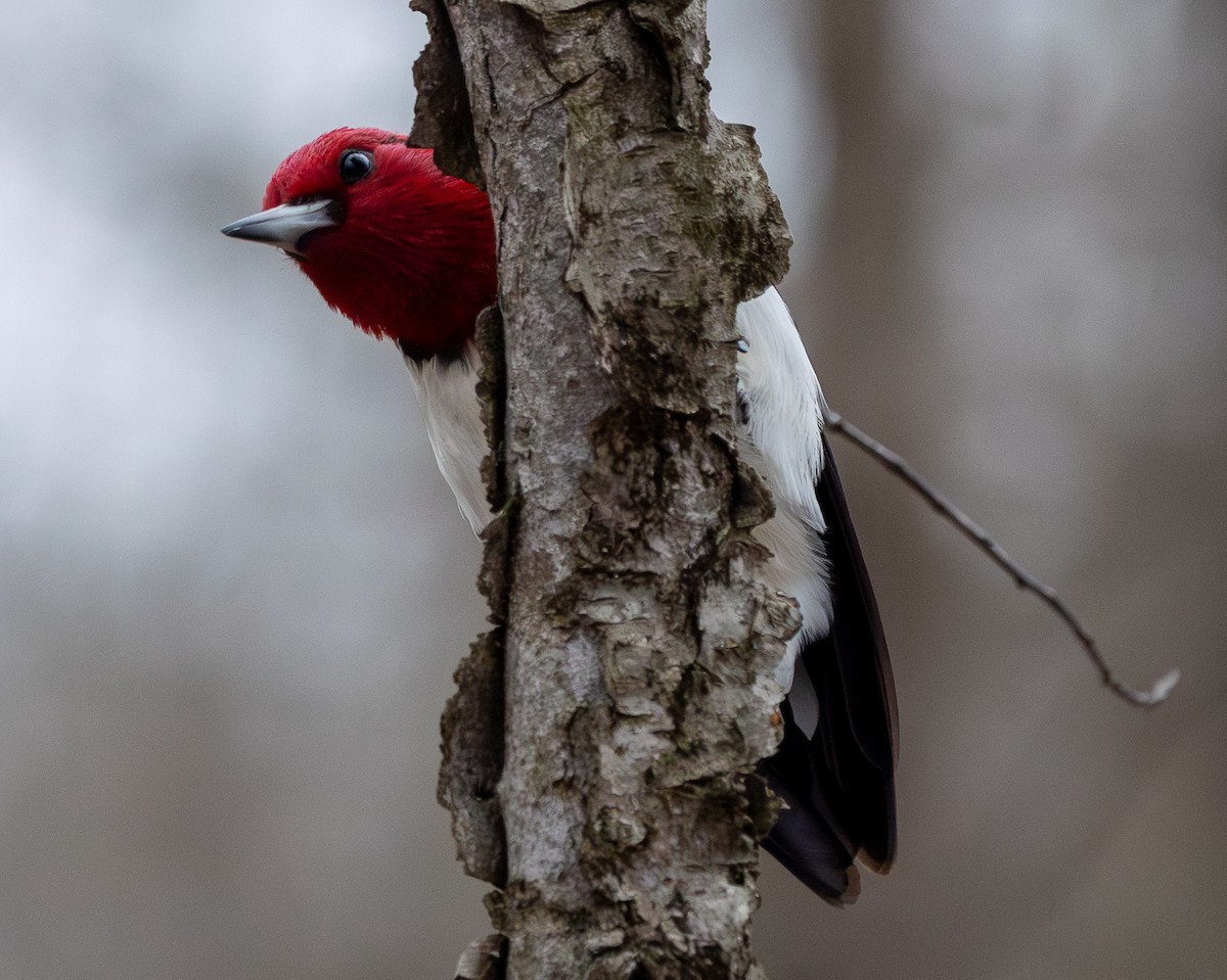 Carpintero Cabecirrojo - ML649254923