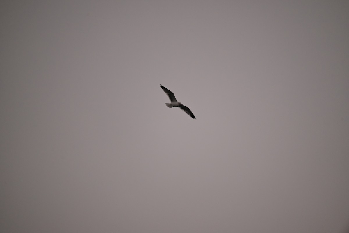 gull sp. - ML649254973